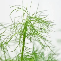 Natura d'Oriente Aneto punte