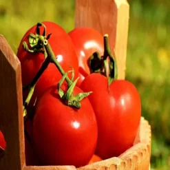Natura d'Oriente Pomodoro Secco In Granuli