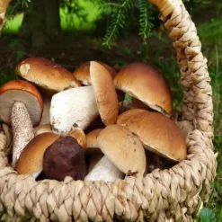Natura d'Oriente Sale ai funghi porcini